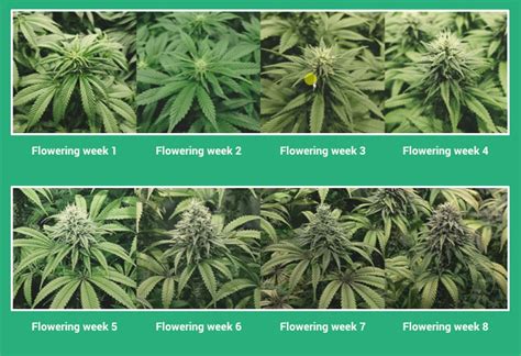 Indica Flowering: Timing For Optimal Buds 